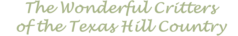 HillCountry Critters.txt