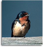 Barn Swallow