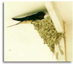 Hundreds of trips made this nest...