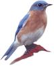 Go to Nest Box Cam