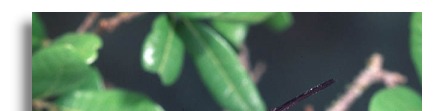 Ruby-throated hummingbird