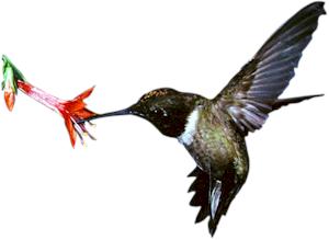Hungry Black-chinned Male