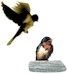 Barn Swallows
