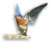Eastern Bluebird