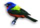 Painted Bunting