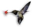Hummingbirds