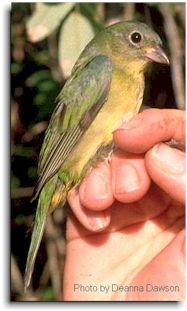 Little Miss Bunting