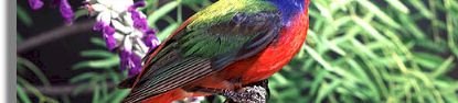 brilliantly-colored,