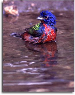 Splish, splash, I was taking a bath...