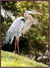 Birds of Wimberley