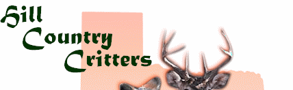 Hill Country Wildlife
