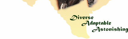 Diverse and amazing.