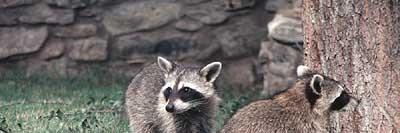 Intelligent creatures...