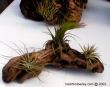 Driftwood and bromeliads