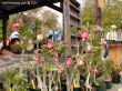 Beautiful flowers for spring